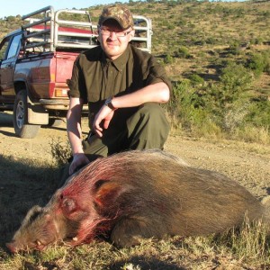 Bushpig with Hounds