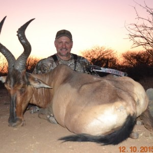 REd Hartebeest - Namibia