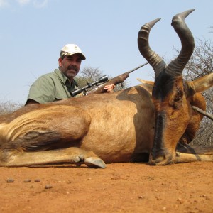 Red Hartebeest