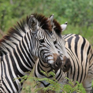 Zebra