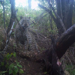 Leopard on bait