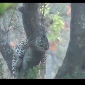 Hunting Leopard in Tanzania