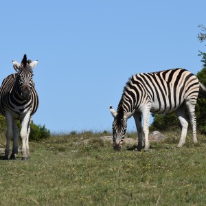 Zebras