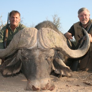 Buffalo with Sentinel Limpopo Safaris