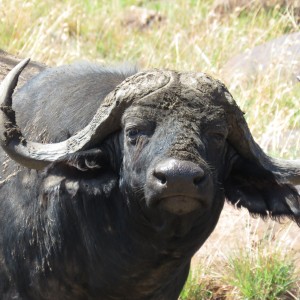 Buffalo younger bull