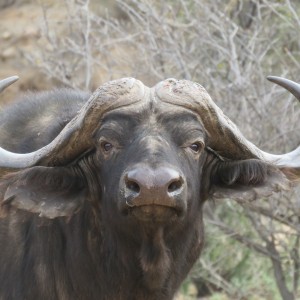 Buffalo