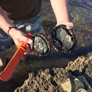 Paua (black abalone)