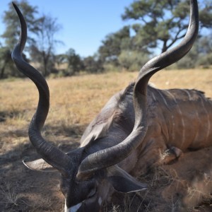 Kudu