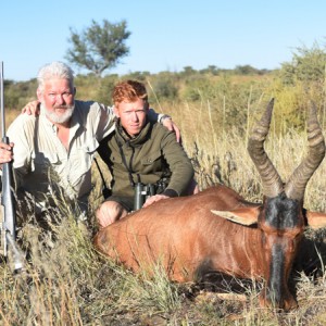 Red Hartebeest