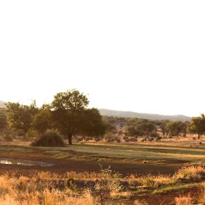 Waterhole