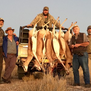 Springbok hunt with friends in the Kalahari