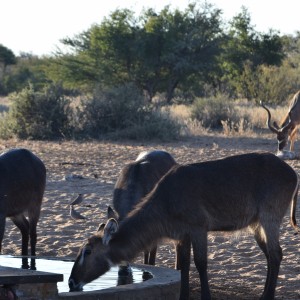 young kudu and some waterbuck cows