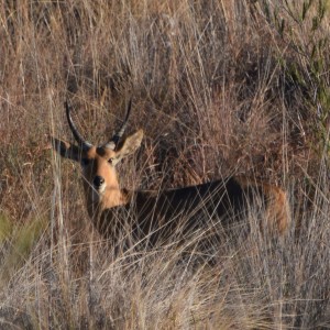 reedbuck