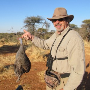 Gineafowl Namibia