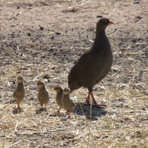 Francolin with chicks Namibia