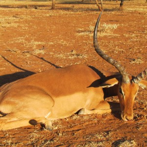 Impala Namibia