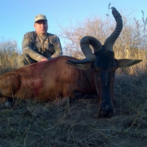 red hardebeest