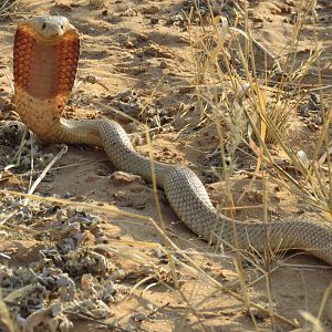 Mrs Cape Cobra