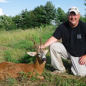 Romanian Roe Buck