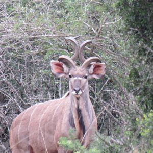 unusual curls on this bull