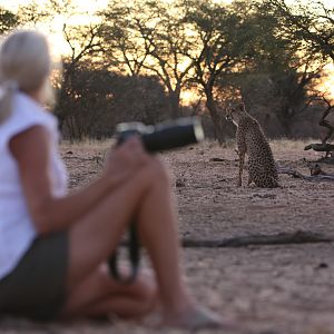 Rare and exciting encounter with a "relaxed" subadult cheetah!