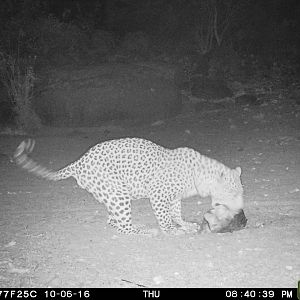 Leopard on bait in Namibia