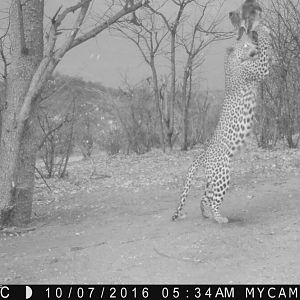 Leopard on bait in Namibia