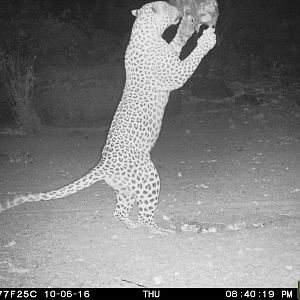 Leopard on bait in Namibia
