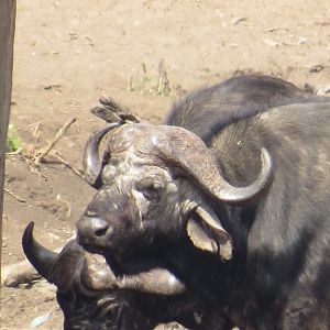 Buffalo hunt with McDonald Safaris