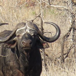 Buffalo hunt with McDonald Safaris