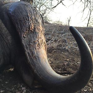 Buffalo hunt with McDonald Safaris