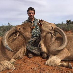 Barbary Sheep Hunt