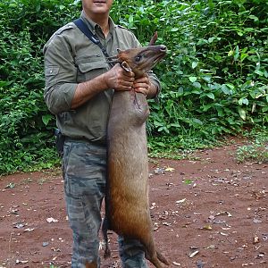 Bay Duiker hunt Congo