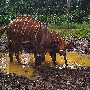 Bongo in Congo