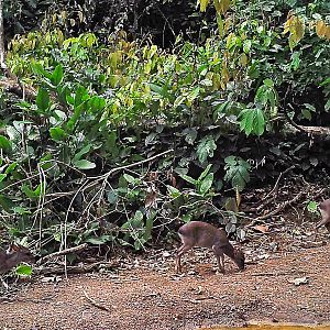 Blue Duiker Congo