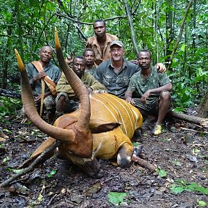 Bongo hunt Congo