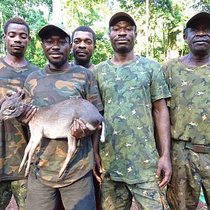 Blue Duiker hunt Congo