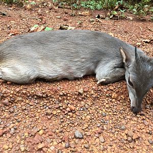 Blue Duiker hunt Congo