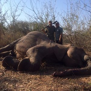 Tuskless Elephant hunt Zimbabwe