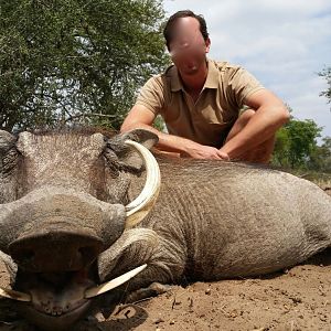 Warthog Zimbabwe Hunting