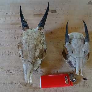 Duiker skulls Hunting in Congo