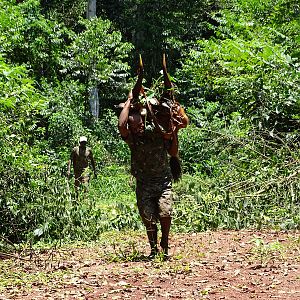 Hunting Bongo in Congo