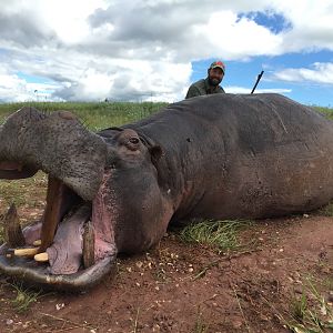 Hippo Hunt Zimbabwe