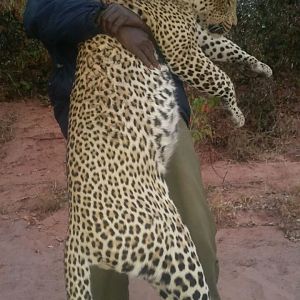 Zimbabwe Leopard Hunt