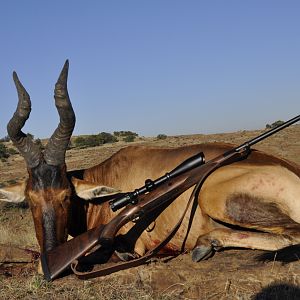 Red Hartebeest