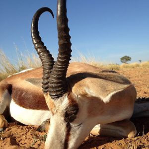 Gillettehunter is on safari with us right now, this a pic of his 14 &3/4 Springbok, he has taken some great animals so far.