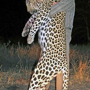South Africa Zululand, proper Leopard and very happy hunter, 2015!