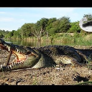 Hunting Crocodile in Africa