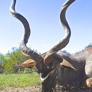 Eastern Cape Kudu