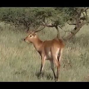 Hunting Safari with Liam Urry Safaris